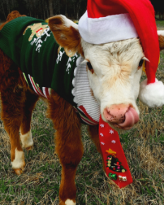 Picture for category Livestock 